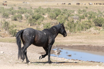 Fototapeta premium Wild Horse in Spring in the Utah Desert