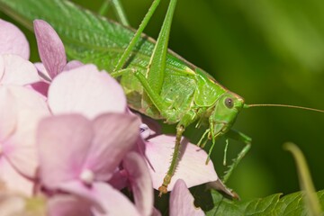 Female great green bush-cricket on hydrangea pink flowers