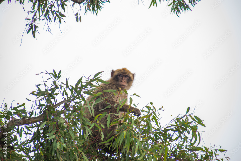 Wall mural Photo of a wild macaque in Gibraltar sitting on top of a tree. Free monkey. 