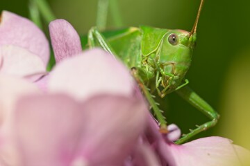 Female great green bush-cricket on hydrangea pink flowers