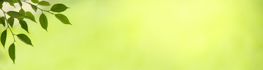 Closeup beautiful attractive nature view of green leaf on blurred greenery background in garden with copy space using as background natural green plants landscape, ecology, fresh cover page concept.