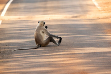 Fototapeta premium Gray Langur sitting on middle of the road, Tadoba Andhari Tiger Reserve, India