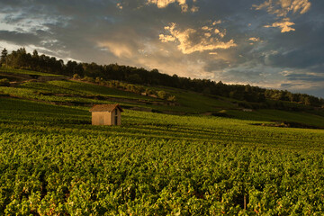 Vineyard in Beaune, Burgundy, France 