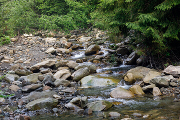 Naklejka na ściany i meble Sources of the mountain river Running on stones in the forest.
