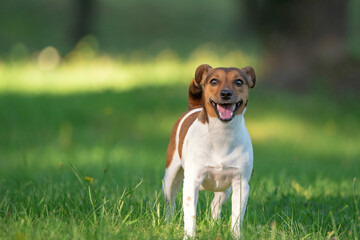 Young jack russell terrier playing on the grass in the park.