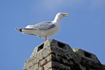 Möwe auf einem Schornstein 