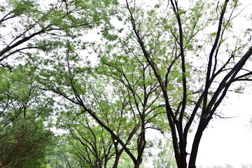 pagoda tree