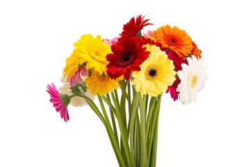 Fototapeta premium beautiful gerbera isolated