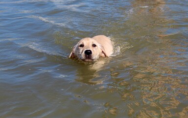 Swimming Labrador Retriever Puppy