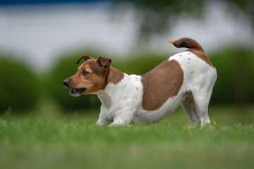 Young jack russell terrier playing on the grass in the park.