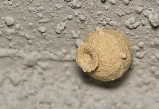 Potter wasp nest made of mud attached to a wall exterior. Also called Mason wasps. Macro image with copy space.