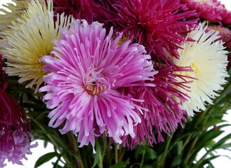 pretty,multicolor asters flowers from a garden close up