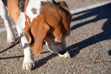 Mascota, perro, oliendo alambre en la calle