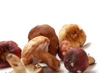 Group of mushrooms russula on white background