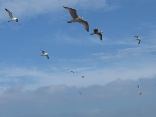 European herring gulls (Larus argentatus) in flight on the blue sky, Wladyslawowo, Poland