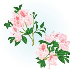 Shrub light pink rhododendrons twigs with flowers and leaves watercolor  vintage hand draw vector illustration