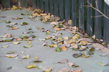Hojas de otoño en el suelo