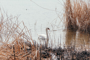 White swan swims on water between dry reeds