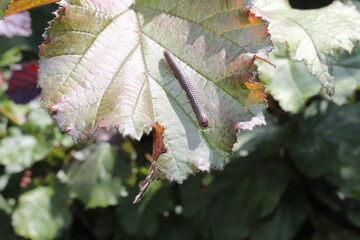 Tausendfüßer auf einem Blatt im Wald	