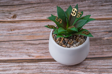 Money tree in a white pot on the desktop. Business concept, Tax inspector or banker