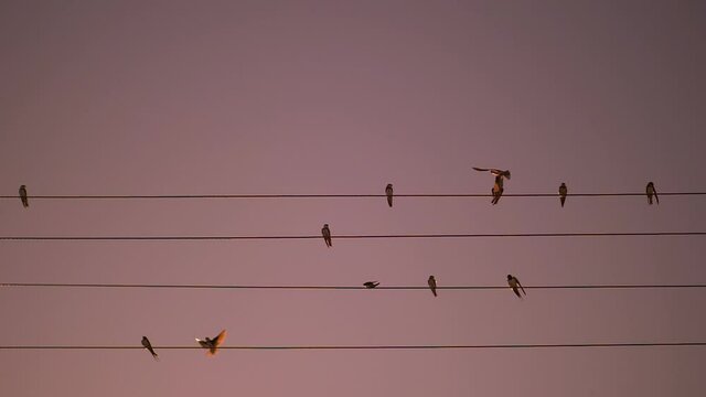 Birds sitting on wires, silhouettes of birds fly away into the distance at sunset, to warm countries. Migration, resettlement. Slow motion shot