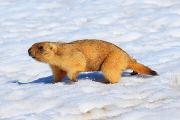 The marmot (Marmota bobak) woke up in early spring and wanders in the snow. Baibak, or babak, or an...