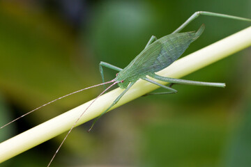 katydids nymphs