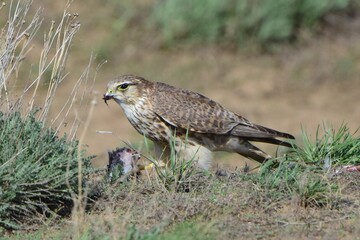 Derbnik(Falco columbarius) prinadlezhit otryadu sokoloobraznykh i schitayetsya melkim sokolom. Krasivaya i garmonichnaya ptitsa, umnaya i khitraya. Derbnik pitayetsya gryzunami,  yashcherkami 