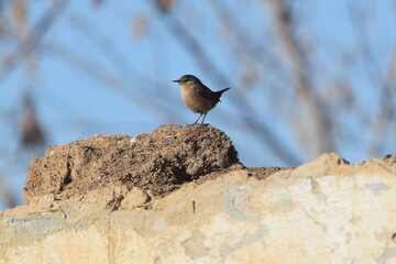 The Wren (Troglodytes troglodytes) is a small songbird. It feeds on insects and their larvae. The short ponytail is often cheekily lifted up.