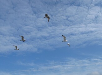 Fototapeta na wymiar European herring gulls (Larus argentatus) in flight on the blue sky, Wladyslawowo, Poland