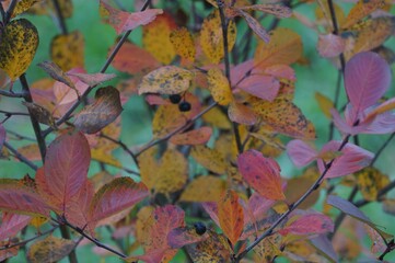 Photo of withering leaves of the trees in the late autumn. In yellow, red and green shades.