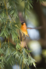 Cedar Waxwing bird in the trees