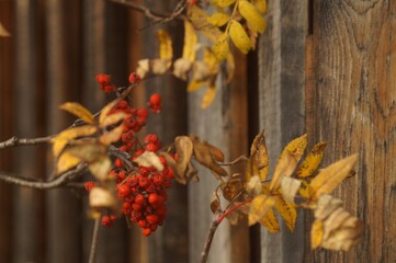 Photo of a fading Rowan tree in autumn against a vintage wooden surface. In shades of red 