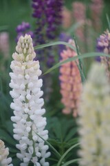 Blooming delphinium. Bright sunlight. Fine-grained texture. In green and lilac tones. The background is blurred and swirled.