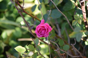 Rosa rosa en el jardín