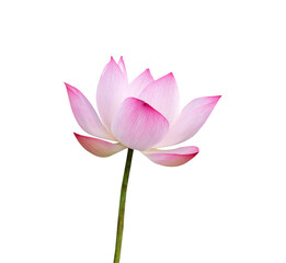 Selective focus Lotus flower isolated on white background. File contains with clipping path so easy to work.