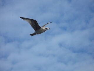 European herring gull (Larus argentatus) - juvenil gull in flight on the blue sky, Wladyslawowo, Poland