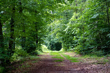 A path in the forest