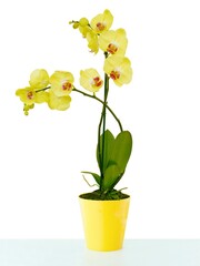 Fototapeta na wymiar yellow and red flower of orchid Phalaenopsis plant close up