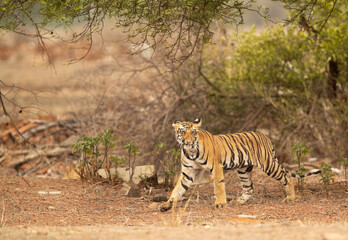 Fototapeta na wymiar Tigress Choti Tara cub walking away from a tree, Tadoba Andhari Tiger Reserve, India