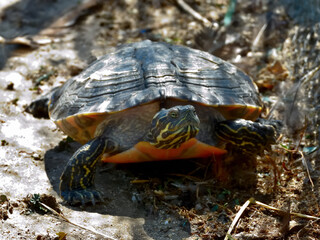 tortuga en movimiento