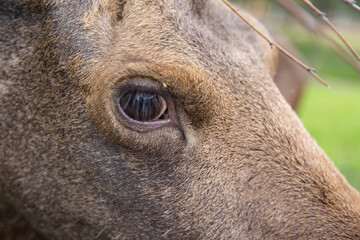 Closeup portrait of funny curious head of a moose or Eurasian elk with big brown eyes and nose