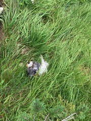 Obraz premium hund im gras