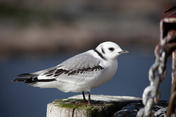 The black-legged kittiwake (Rissa tridactyla) is a seabird species in the gull family Laridae.