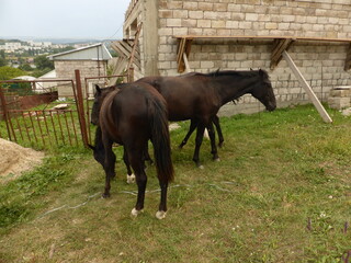 A small donkey, a donkey and young horses.