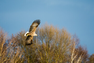 Seeadler