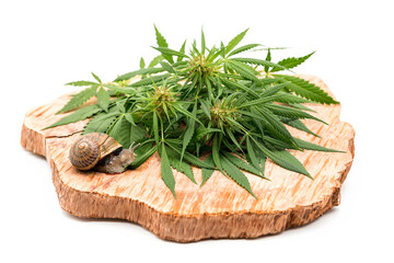 Cannabis leaves on a wooden board. A snail eats the leaves of the plant, isoliert.