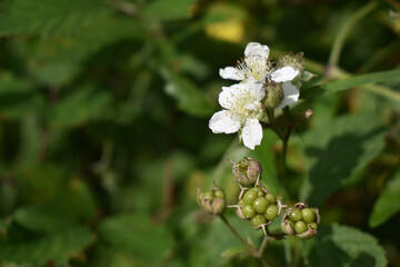 Brombeeren, Rubus, Blüte der Brombeere und grüne Früchte