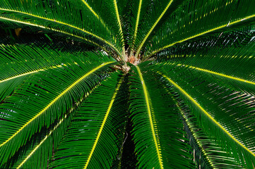 Green whorl of cycad fronds in full tropical sun