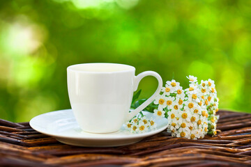 Herbal tea with achillea salicifolia flowers in a white cup on a green bokeh background. Garden tea ceremony. 